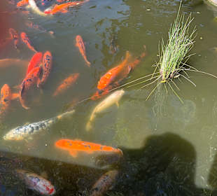 Impressionen aus dem chinesischen Garten