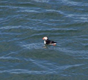 Kap Dyrhólaey - Papageientaucher (Puffin)