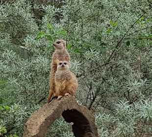 Wer schaut hier wen an