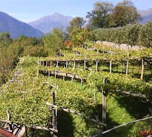 Blick in die Weinberge