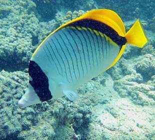 Lined butterflyfish