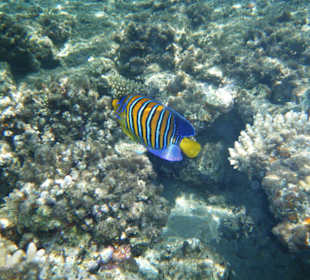 Pygoplites diacanthus 