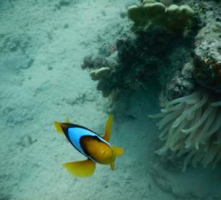 Anemonenfisch