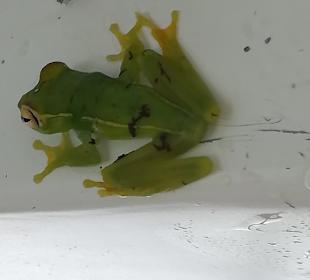 Frosch 
