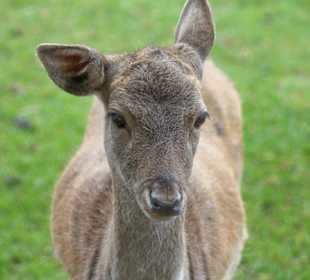 Reh im Märchenpark Schongau