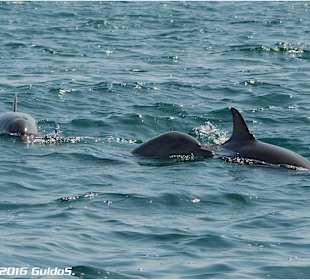 Delfin-Watching vor Wasini Island
