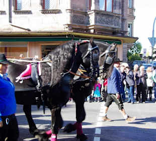 Mahrsbräu Bamberg gez.v.4 Pferden