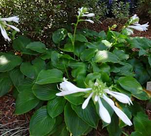 Stadtrundgang Sydney