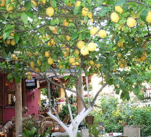 Lemon-Garden