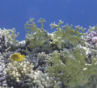 Die bunte Vielfalt des Riffs...
