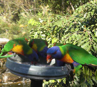 Lorikeets
