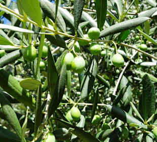 Impressionen aus dem Parco degli Olivi