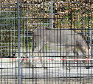 Rosensteinpark Blick zur Wilhelma