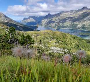 Wandern Sils im Engadin/Segl