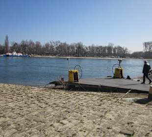 Die Rheinfähre Leimersheim