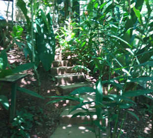 Im Schmetterlingszelt