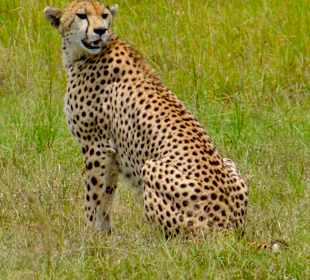 Anmutiger Gepard