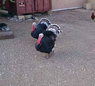 Truthähne auf dem Parkplatz