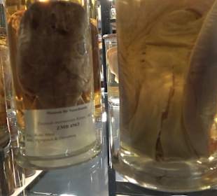 Museum für Naturkunde