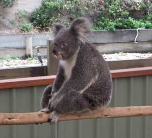 Zoobesuch bei Brisbane