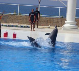 Nowe delfinarium