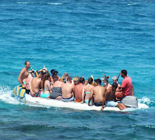 Ausflug Schnorcheln mit Delphinen