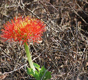 Protea
