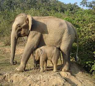 Mutter mit jüngsen Herdenmitglied