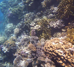 Wunderschönes Hausriff