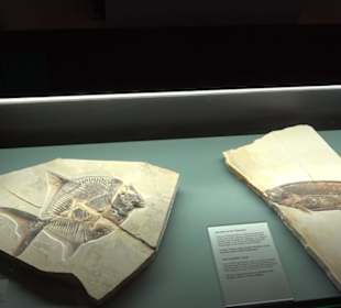 Jura-Museum