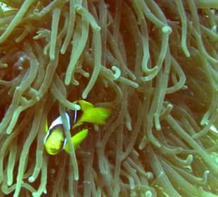 I C U, Anemonenfisch