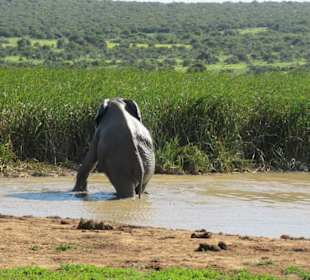 Elefanten im Addo Park