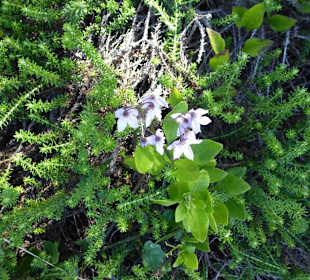 Aussichtspunkt Knysna