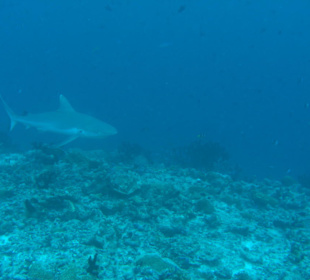 Grauhai beim Hotel Velidhu