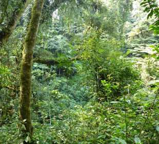 Bwindi NP, Gorilla Trecking