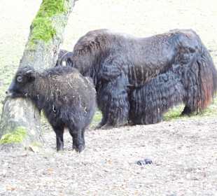 Wildparkimpressionen