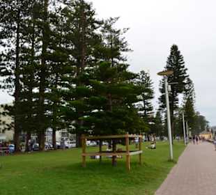 Manly Beach