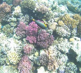 Schnorcheln Makadi Bay