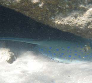 Hotel BEACH Albatros Resort & Spa  