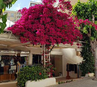 Stadtrundgang Peguera