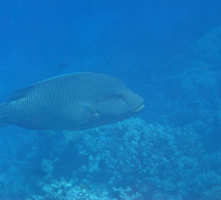 Napoleonisch am Hausriff