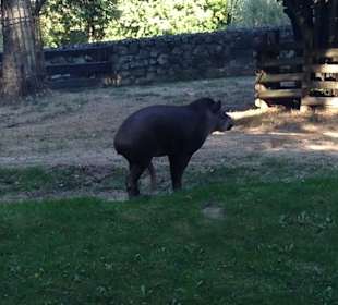 Rozpalone zwierzątko