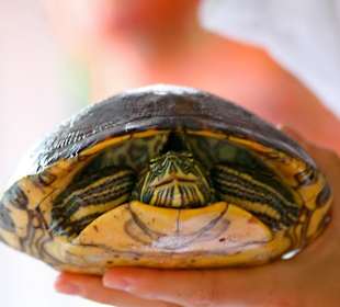 Achtung bissige Schildkröte!