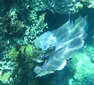 Schnorcheln auf der Paradiesinsel