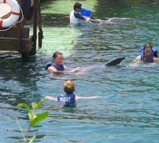 Schwimmen mit Delfinen