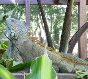 Iguana Project