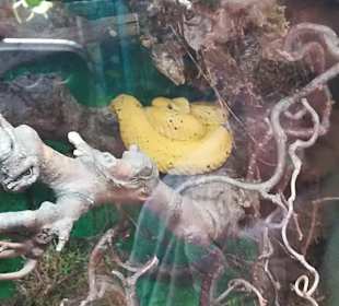 Happ Reptilien Zoo