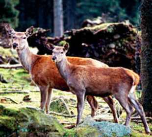 "Schwarzwald Natur Pur"