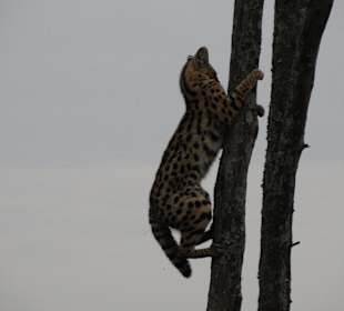 Serval beim Abstieg vom Baum