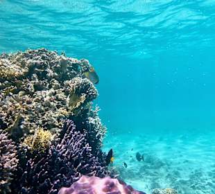 Schnorcheln Marsa Alam